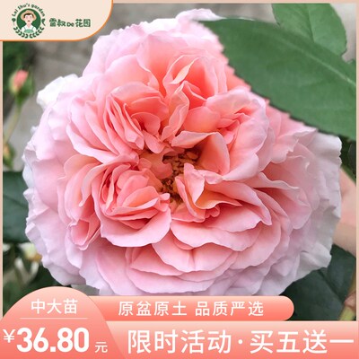 雷叔的花园亚伯拉罕月季花苗灌木爬藤四季开花浓香庭院花卉盆栽