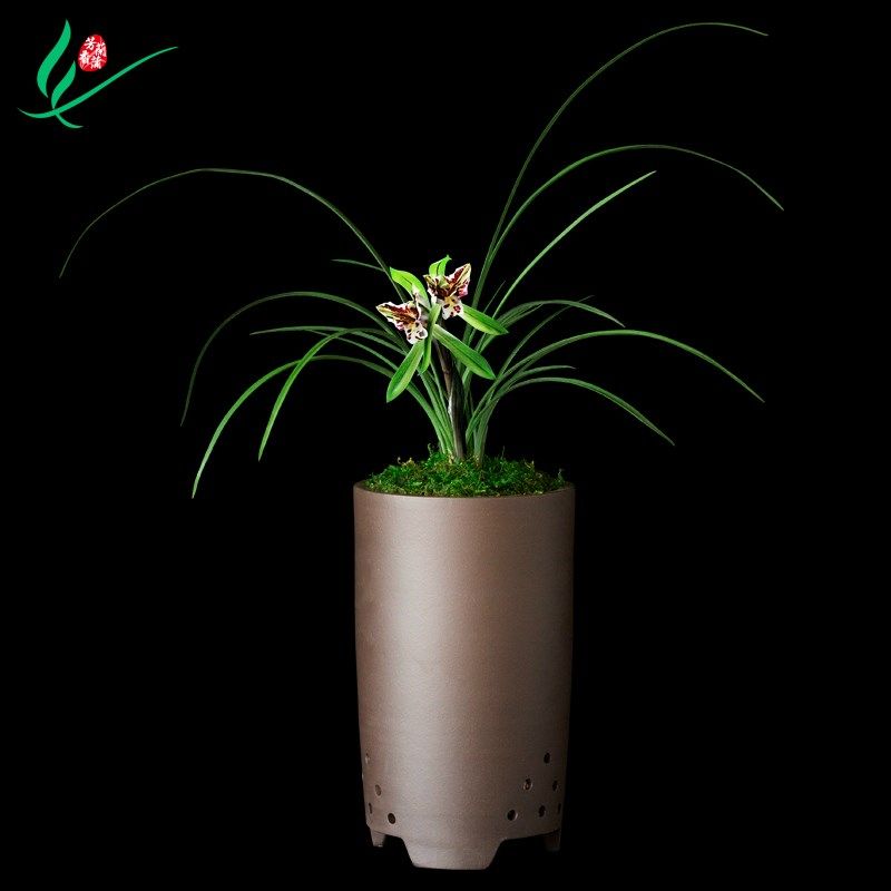 兰花春兰花蝴蝶浓香型花卉景栽盆土绿植兰草植物花苞名贵苗老种