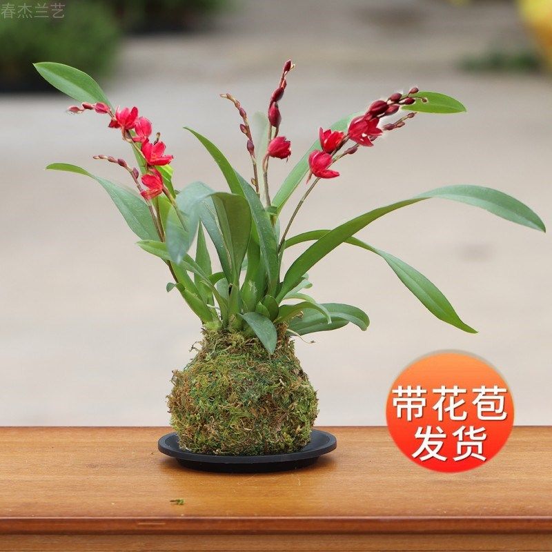 带花苞迷你文心兰红色花红珊瑚桌面花卉兰花盆栽室内阳台净化空气,鲜花速递/花卉仿真/绿植园艺,时令草本花卉,淘宝优惠券,粉丝福利购,淘宝优惠卷