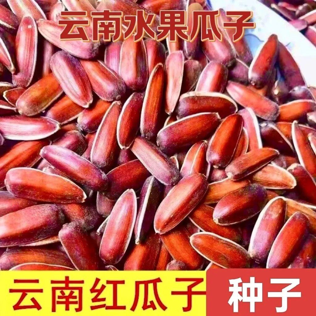 正宗云南红皮瓜子种子水果味葵花籽食用红向日葵阳台庭院大田种子