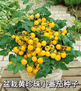 盆栽黄珍珠小番茄种子四季种植庭院阳台盆栽地栽黄晶果树种子