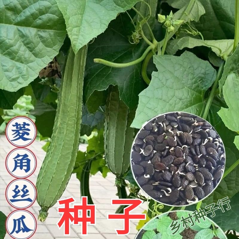 老品种菱角丝瓜八角瓜白玉大肉当家庭园艺种子