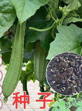 老品种菱角丝瓜八角瓜白玉大肉当季八角丝瓜农家新鲜时令蔬菜