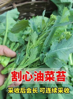 甜脆早油菜苔种子农家菜园阳台盆栽蔬菜种子斤装早油菜苔秋季种植