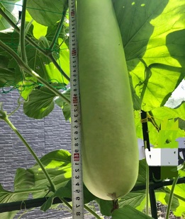 农家优质正品 蒲瓜种老品种大瓠瓜种子大号葫芦种阳台庭院种植 包邮