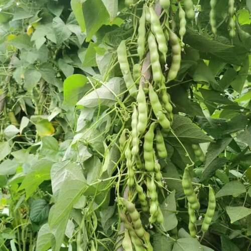 四川橄榄豆种子肉架豆扁豆翡翠四季豆种籽豆角芸豆春秋农家蔬菜孑