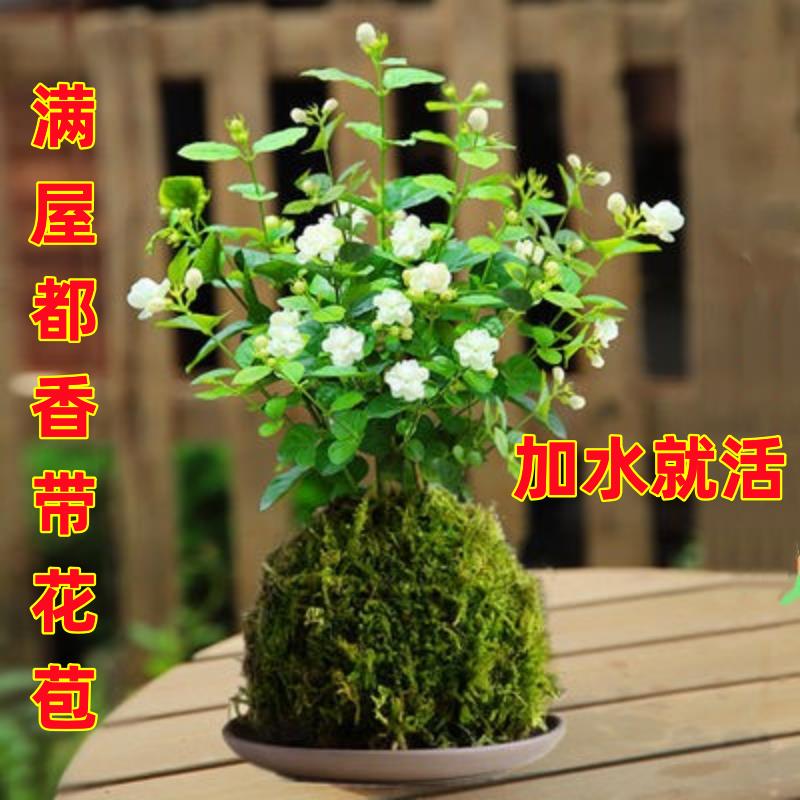 苔藓球小盆栽文竹绿公主盆栽赤楠红掌/凤梨/温室花卉