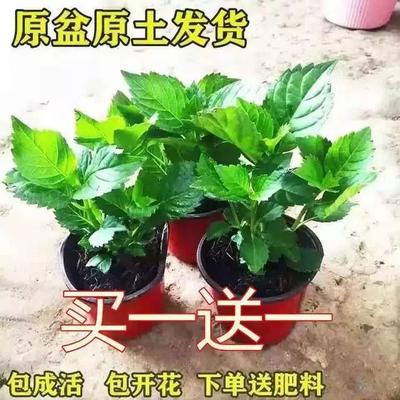 拍一发二】无尽夏绣球花苗当年开花老桩秀绣球花室内阳台花卉庭院