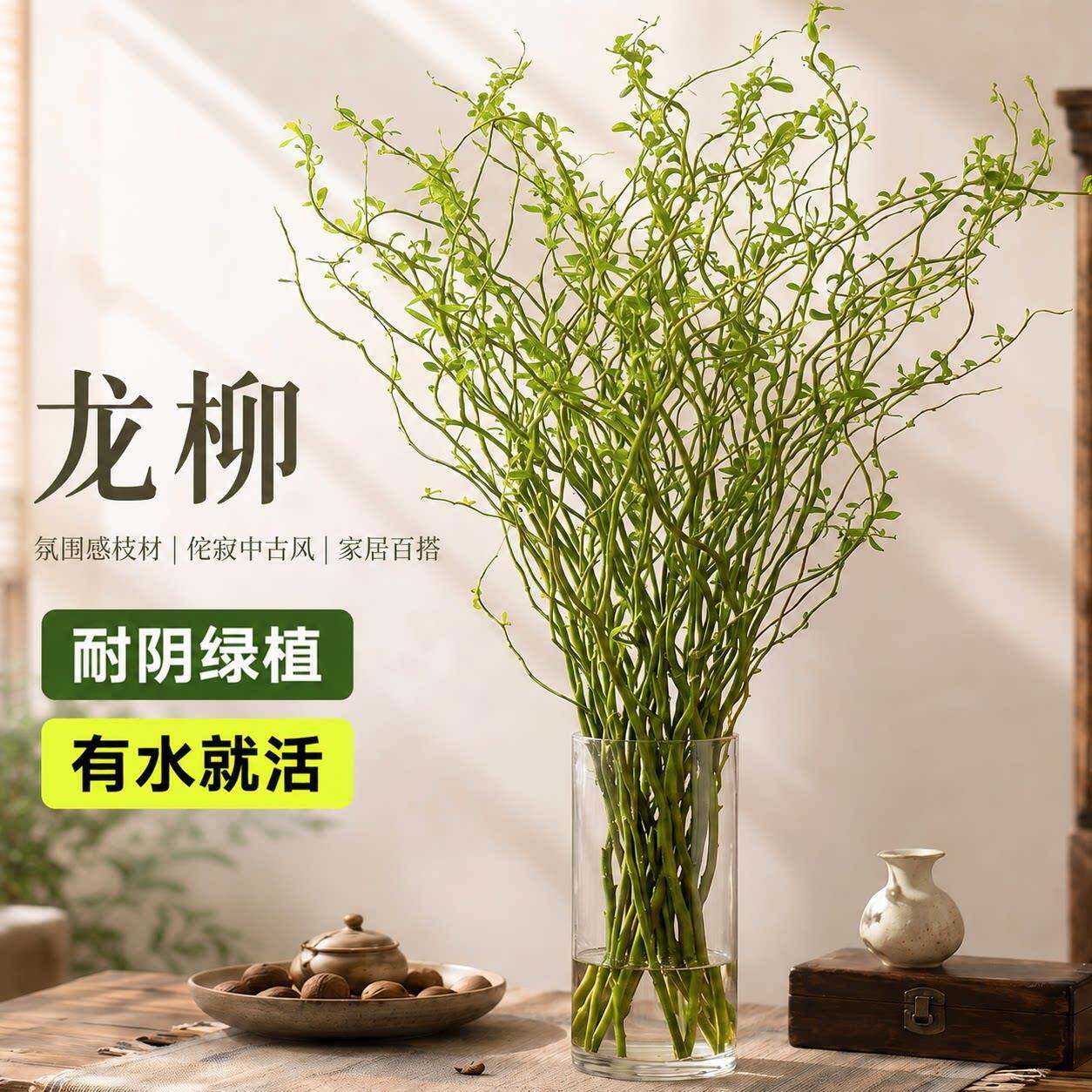 龙柳鲜枝水培植物室内好养活绿植插花干枝鲜切花水养客厅花卉盆栽