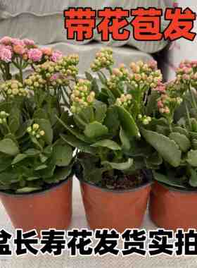 长寿花盆栽带花苞金狐狸四季开大花易活好养室内绿植花卉多肉植物