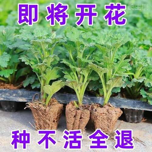 四季好养裸根不带土阳台室内外