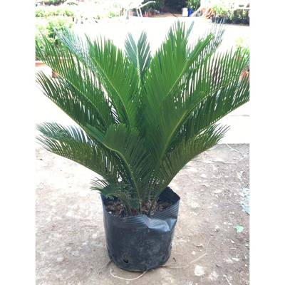 铁树盆栽小苗树苗四季常青盆栽室内外公母苏铁耐寒好养绿植小铁树