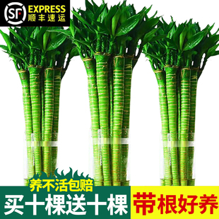 文昌龙竹水培植物富贵竹客厅招财粗杆带根水养竹子室内绿植发财竹