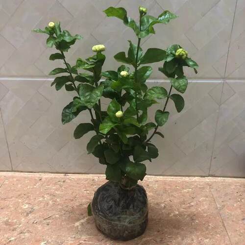 正宗三叶轮生虎头茉莉 重瓣狮头茉莉 阳台庭院盆栽芳香浓郁花期长