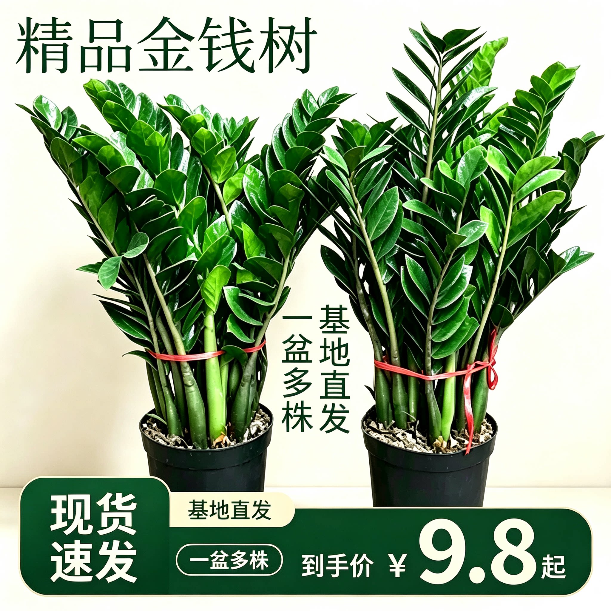 金钱树盆栽客厅大型招财树绿植办公室内桌面盆景摇钱串子好养植物图片