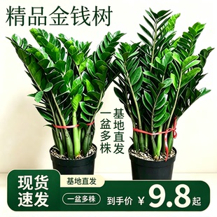 金钱树盆栽客厅大型招财树绿植办公室内桌面盆景摇钱串子好养植物