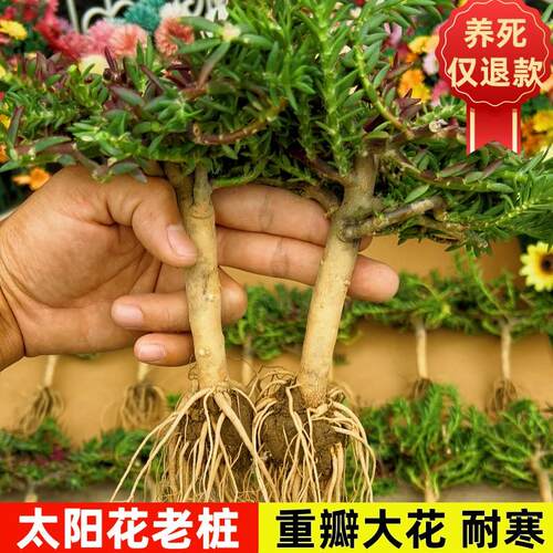 太阳花老桩盆栽重瓣玫红阳台庭院花卉四季开花宿根耐寒植物室内外