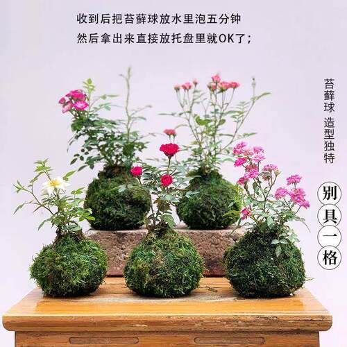 带花苞苔藓球发货迷你微型月季花苗水中美人花阳台玫瑰苗四季好养