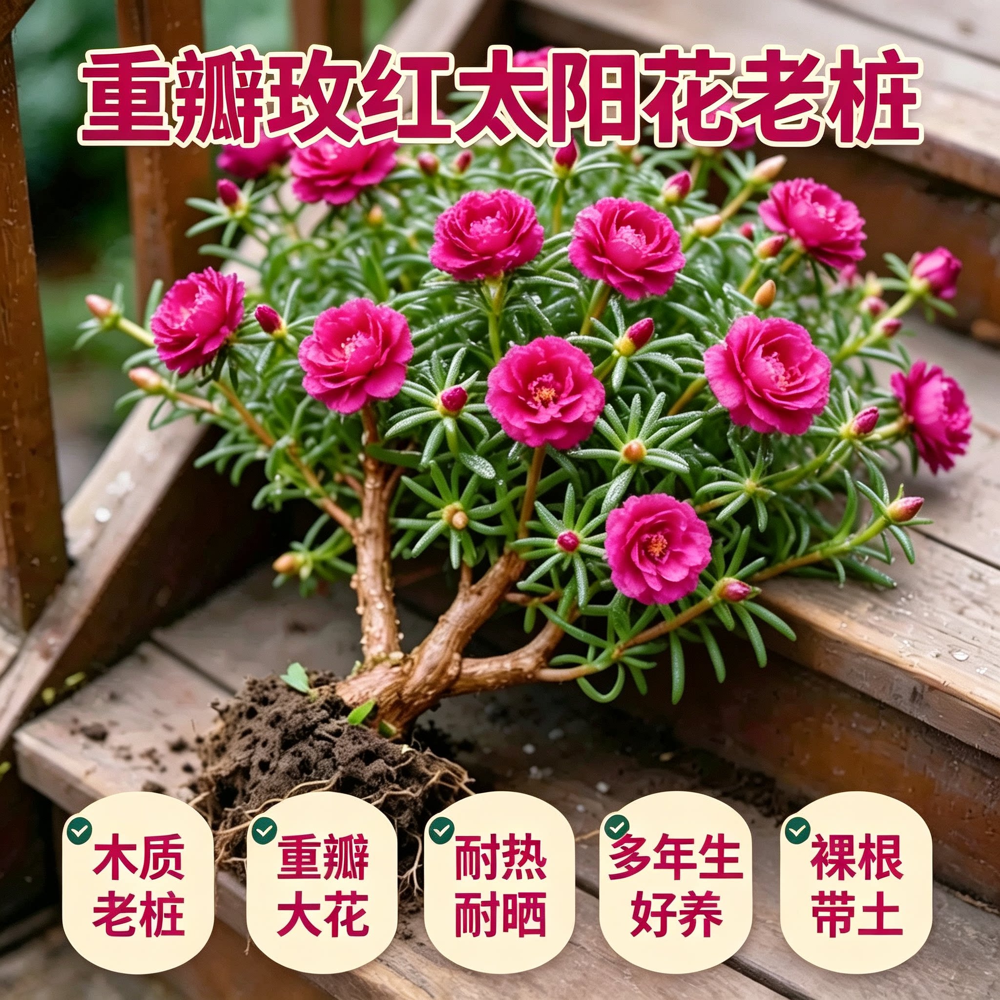 网红重瓣太阳花造型盆景