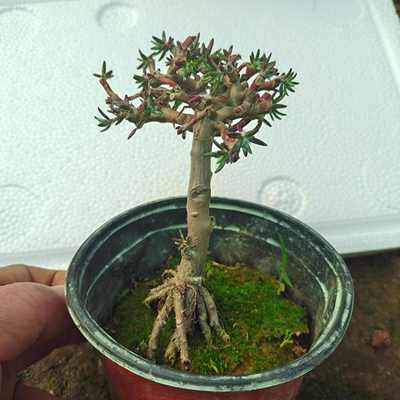 太阳花重瓣玫红王独杆老桩耐旱耐热庭院地栽阳台室内混色四季花卉