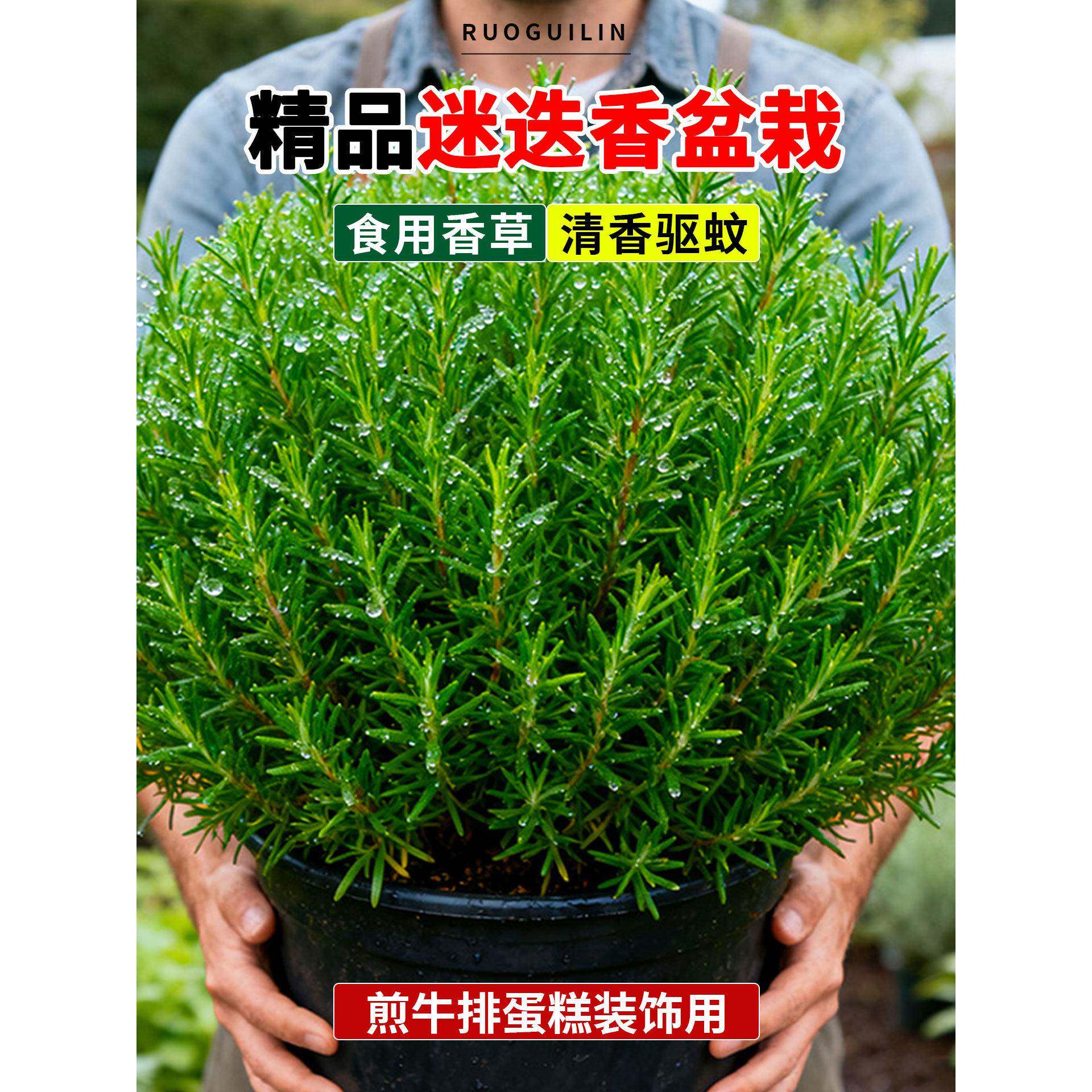迷迭香盆栽可食用煎牛排用新鲜香草苗清香驱蚊地栽烘培蛋糕装饰叶图片