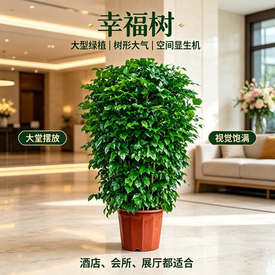 幸福树客厅大盆栽室内好养花卉盆景绿植办公室除甲醛四季常青植物