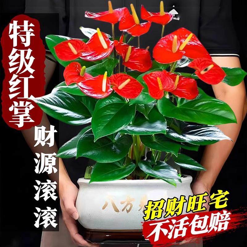 红掌盆栽带花特级客厅鸿运当头年宵花卉花卉植物四季好养大型绿植,鲜花速递/花卉仿真/绿植园艺,红掌/凤梨/温室花卉,淘宝优惠券,粉丝福利购,淘宝优惠卷
