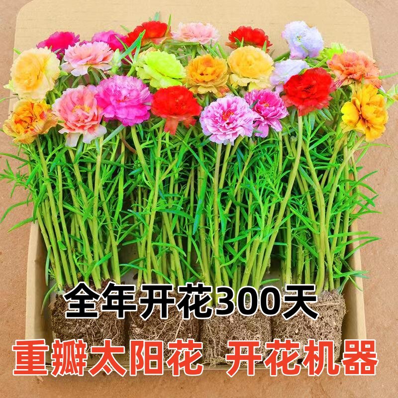 重瓣太阳花苗枝条带根大花多年生宿根喜阳耐晒阔叶网红太阳花长枝图片
