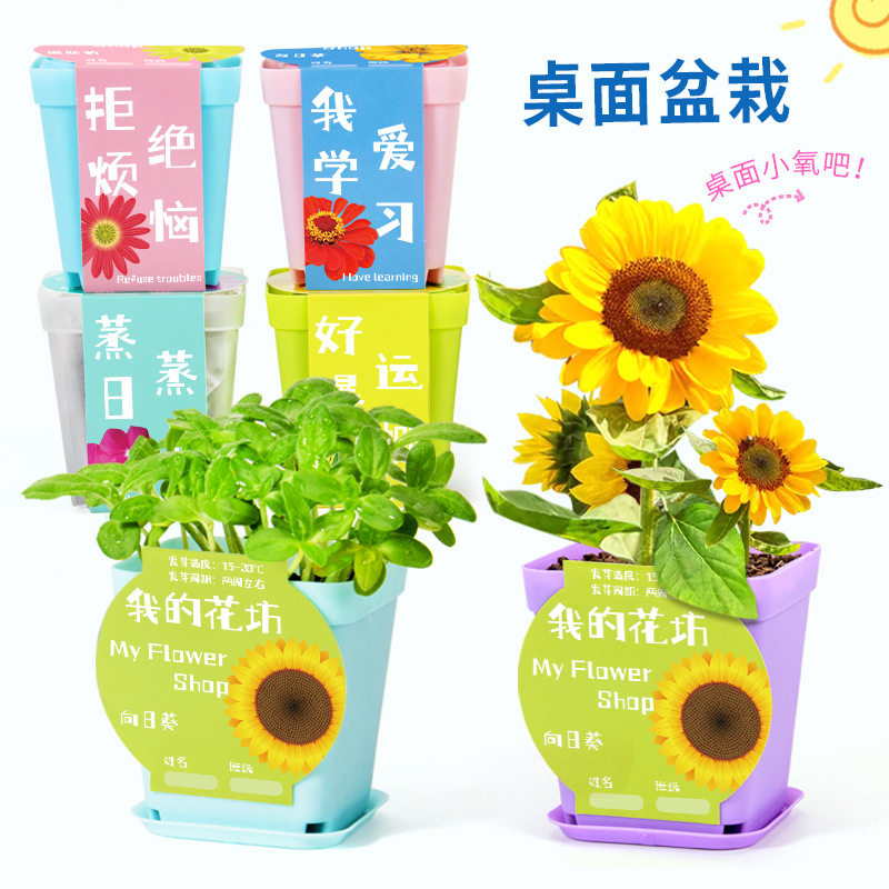 科学实验diy桌面盆栽水培植物办公室花卉小绿植儿童种植种子发芽,鲜花速递/花卉仿真/绿植园艺,大型绿植/成品组合盆栽,淘宝优惠券,粉丝福利购,淘宝优惠卷
