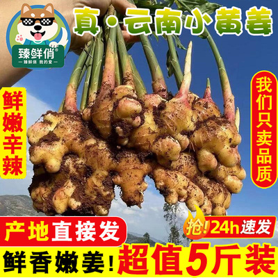 2025正宗云南小黄姜5斤新鲜嫩生姜现挖高山沙姜嫩姜土姜蔬菜包邮