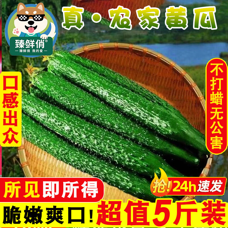 新鲜带刺黄瓜当季现摘新鲜黄瓜农家自种蔬菜小青瓜带刺长黄瓜5斤