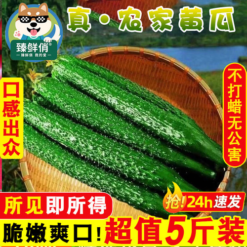 新鲜带刺黄瓜当季现摘新鲜黄瓜农家自种蔬菜小青瓜带刺长黄瓜5斤
