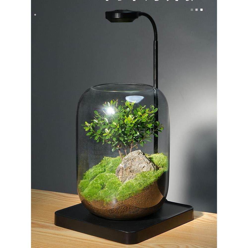 桌面植物景观玻璃生态瓶绿植苔藓成品好养创意绿植室内装饰摆件