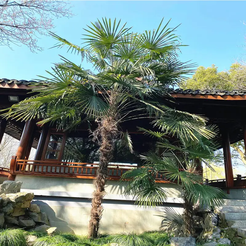 庭院植物棕榈 棕榈苗扇子 园林四季常青绿化苗木