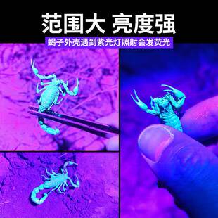 蝎子灯充电手提手电筒超亮户外照逮捕抓子强光紫光专用灯豆虫