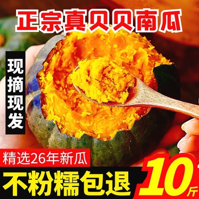真贝贝南瓜10斤正宗山东新鲜板栗味惠和一号南瓜现摘婴儿孕妇粉糯