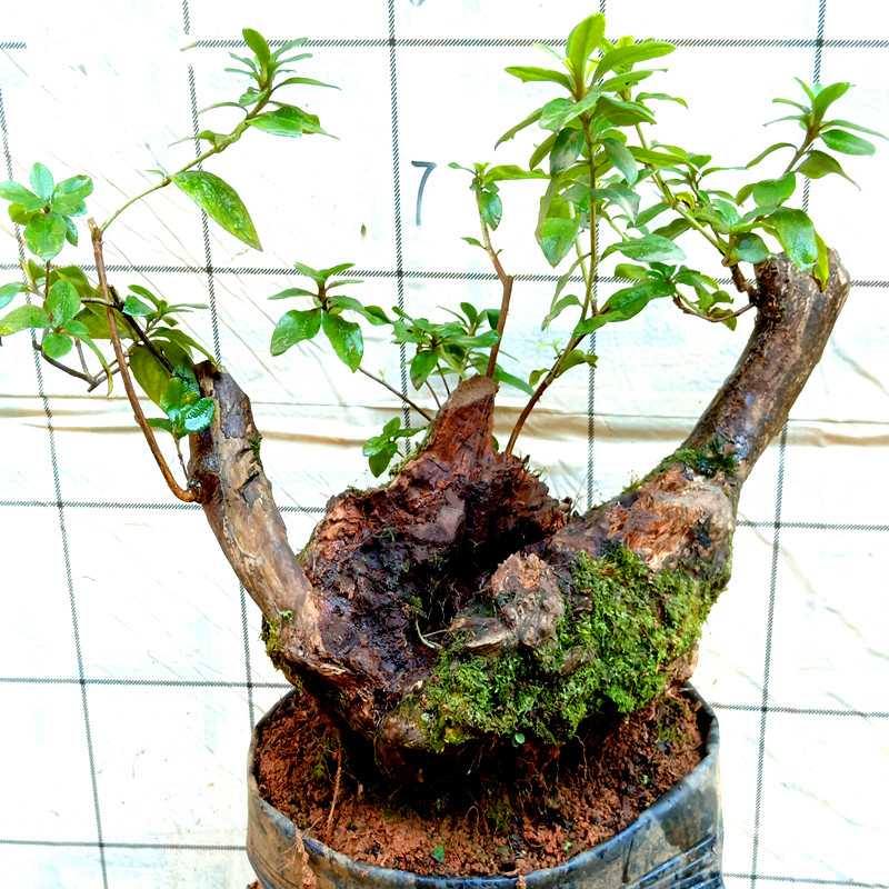 下单四季杜鹃花映山红老熟桩室内提根盆景树苗木造型栽植一物一拍