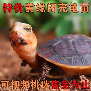黄缘闭壳龟黄缘龟苗台缘安缘大陆缘浙缘龟仿野养殖自繁殖宠物乌龟