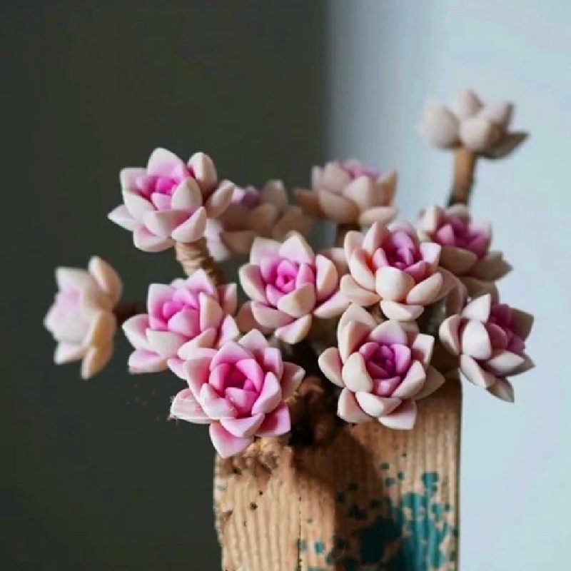 多头粉初恋大盆多肉植物稀有品种办公室桌面美观防辐射盆栽绿植花