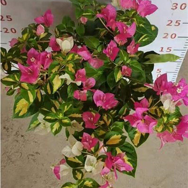 【糖贝园艺】金心双色三角梅  随机开粉紫花和白花 有时全开粉紫