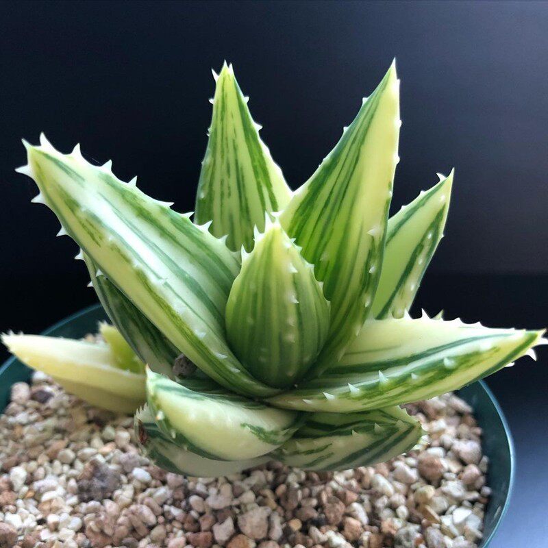 不夜城锦 芦荟室辐射小盆栽 稀缺多肉植物好养绿植