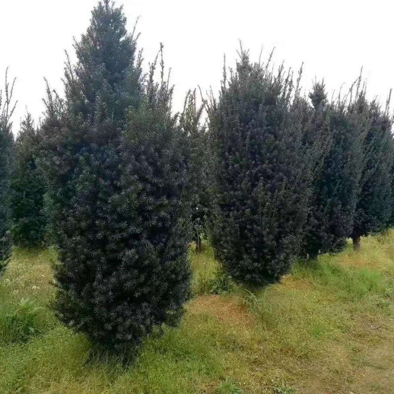 红豆杉树苗树北方越冬年名贵树庭院别墅地栽盆栽盆景绿植花卉