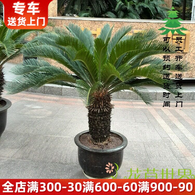 【带盆种好】大型铁树盆栽 室外盆景 四季常绿植物 上海送货