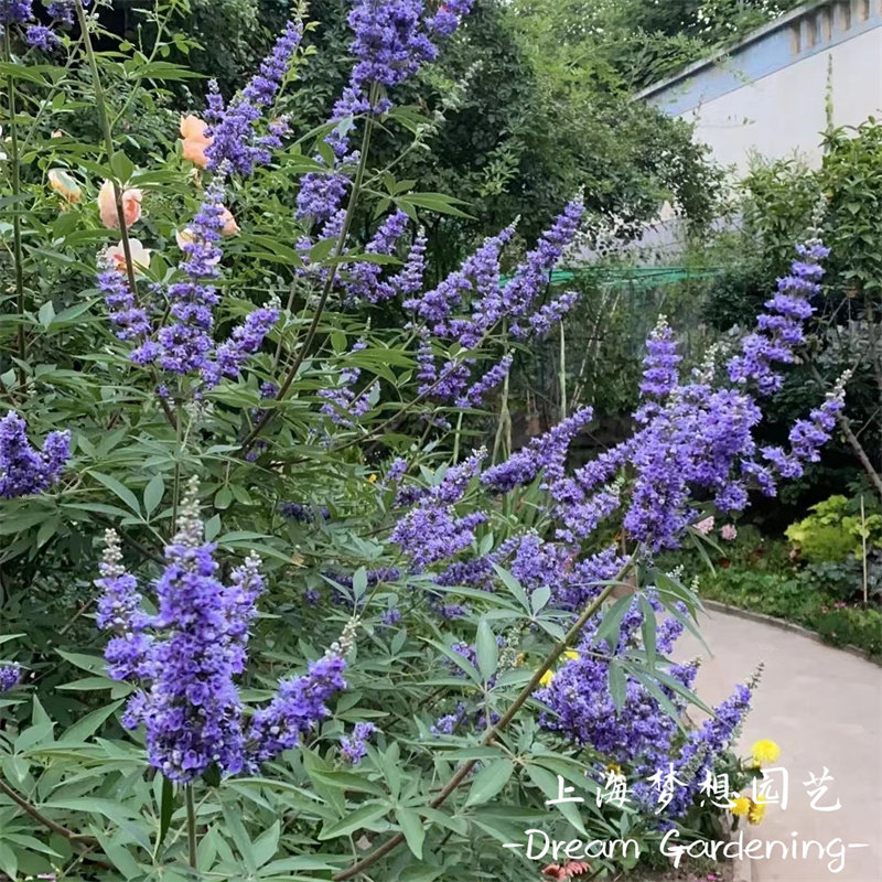 穗花牡荆盆栽 树状薰衣草 庭院阳台多年生耐寒耐热木本花卉