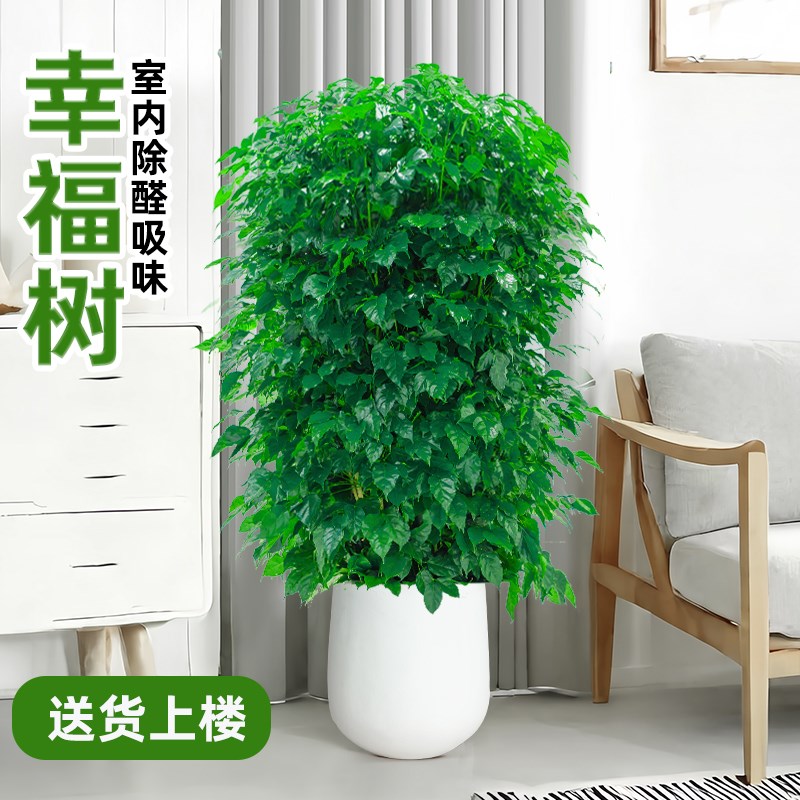 绿宝树幸福树室内型盆栽绿植室落地植物阳台花卉送
