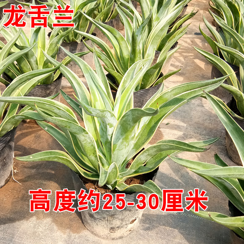 金边龙舌兰盆栽多肉植物虎兰常青绿植花卉好养辐射吸甲醛