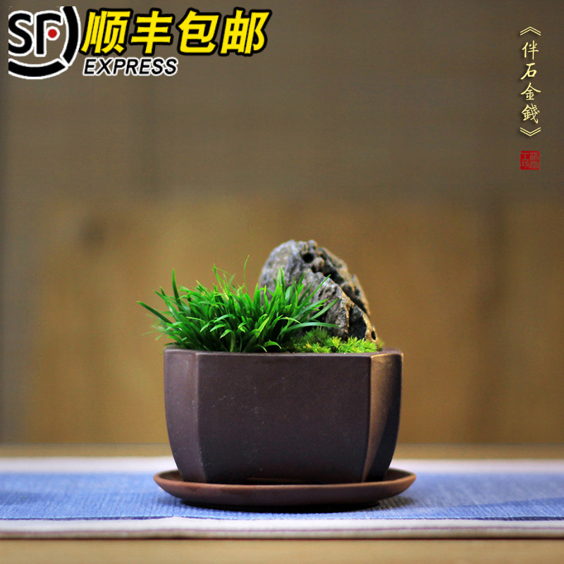 伴石金钱虎须菖蒲盆景蒲草苔藓紫砂茶桌小盆栽绿植花卉