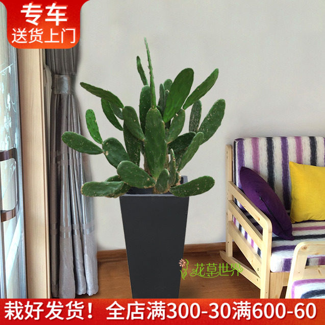 仙人掌盆栽 型多肉植物 辐射净化空气绿植 上海送货