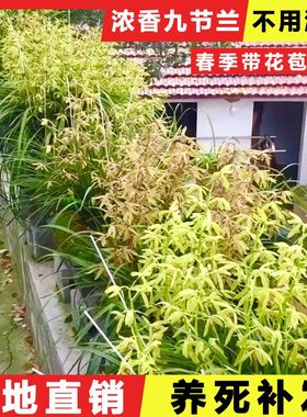 湖北浓香型九节兰九头兰蕙兰惠兰花普草花苞名贵真鲜花盆栽苗