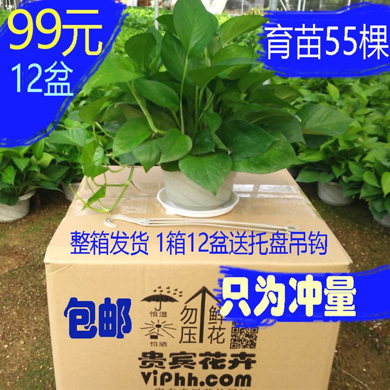绿萝整箱销售净化空气室吸甲醛盆栽植物绿萝一箱发货